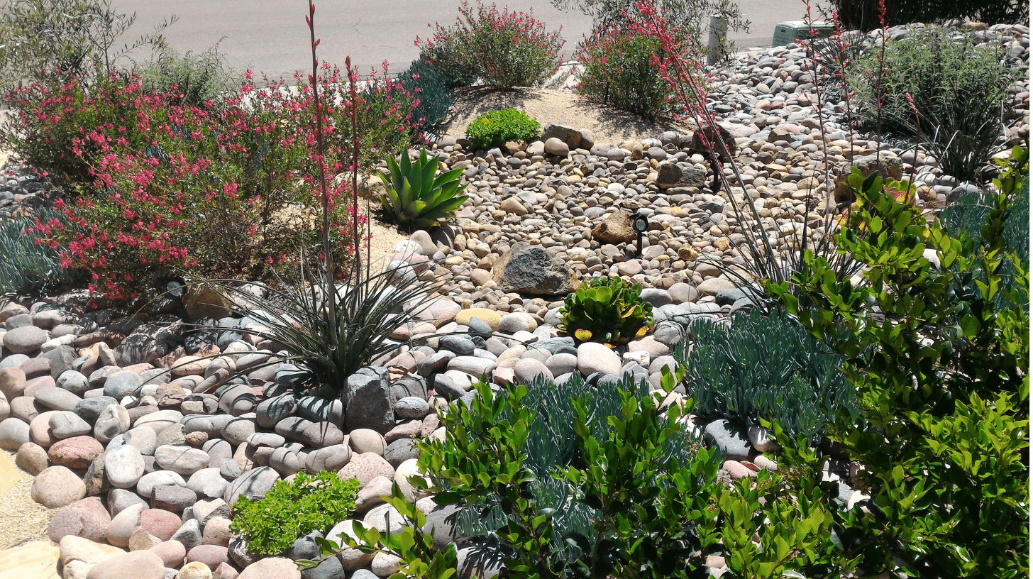 Top Mistakes to Avoid When Starting a Xeriscaping Project — Blackpine Hardscapes
