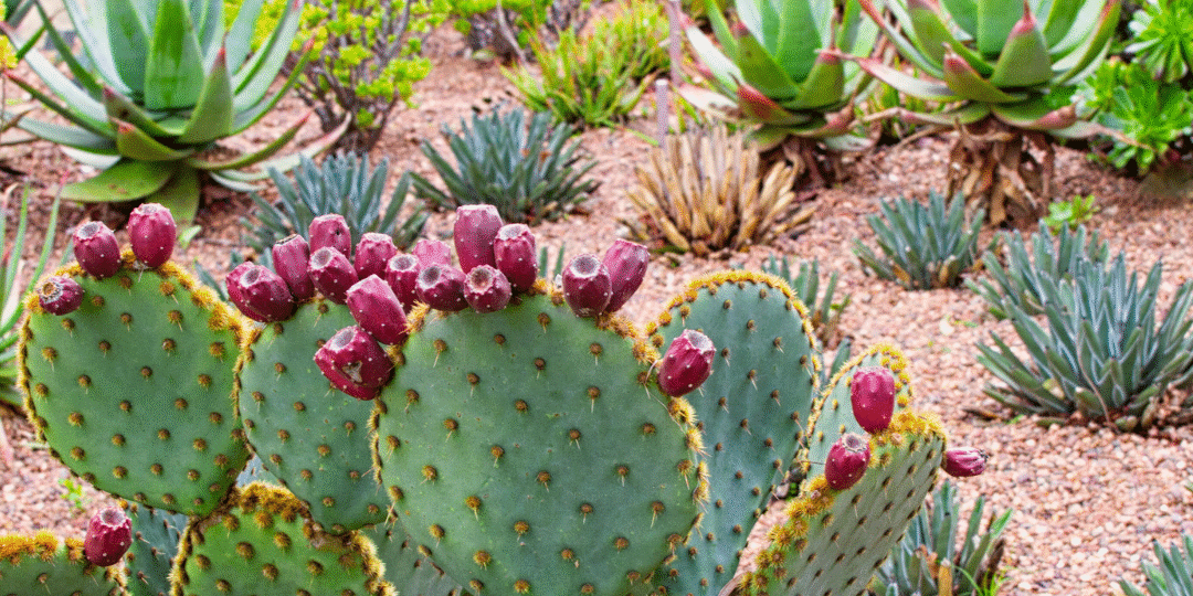 Xeriscaping Aurora CO