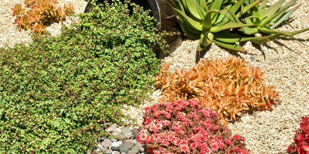 Drought Tolerant Landscaping Aurora CO