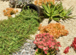 Drought Tolerant Landscaping Aurora CO