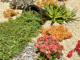 Drought Tolerant Landscaping Aurora CO