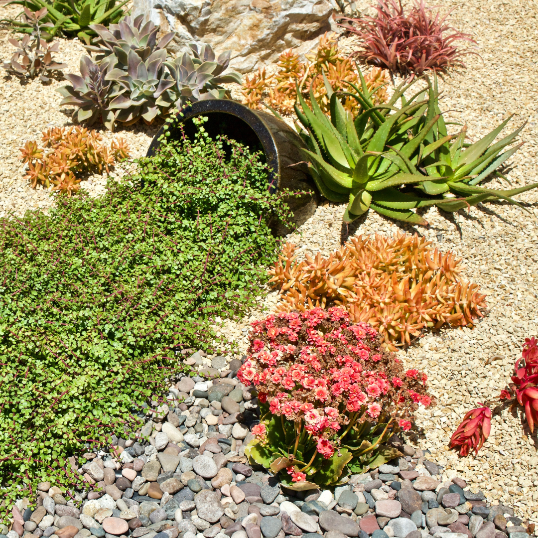 Drought Tolerant Landscaping Aurora CO